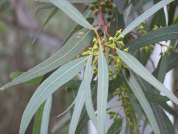 Eucalyptus camaldulensis